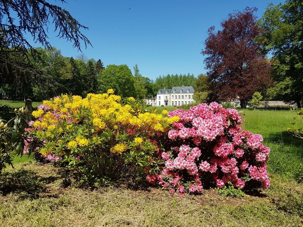 Azaleas with a view of the Chateau de la Saulinere