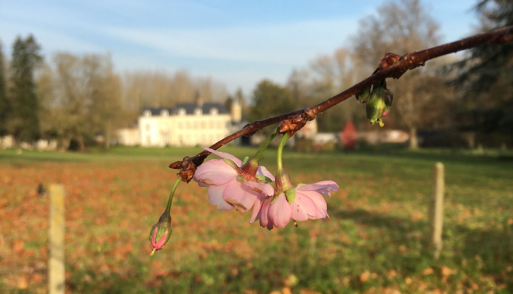 Cherry trees with a view of the Château de la Sauliniere