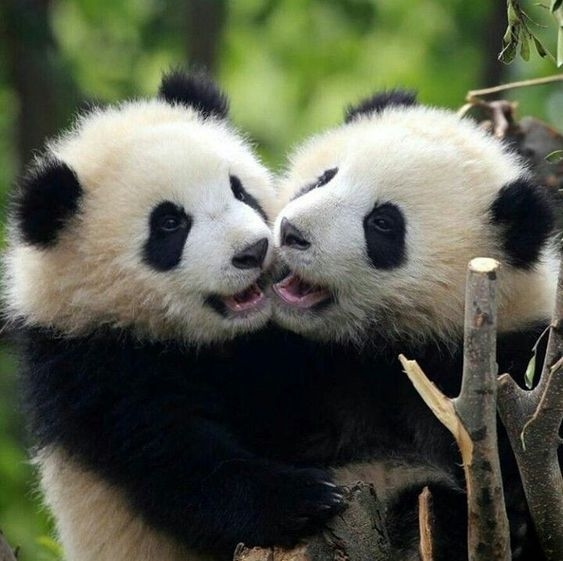 Panda a pair daiza