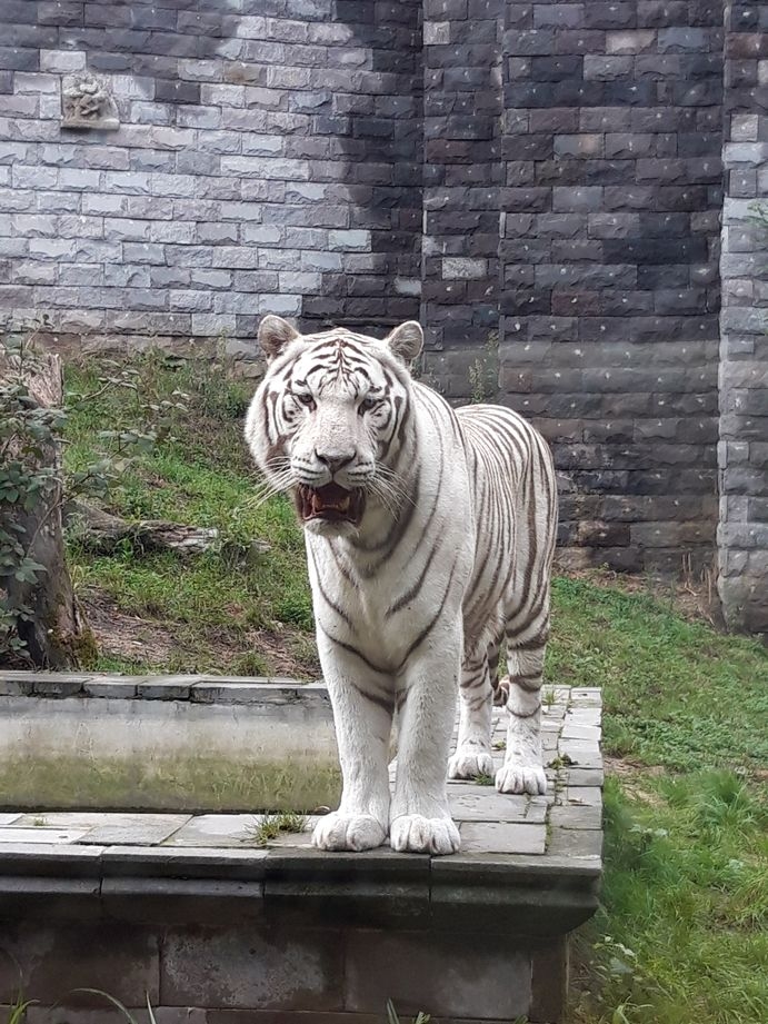 Tigre blanc a pairi daiza