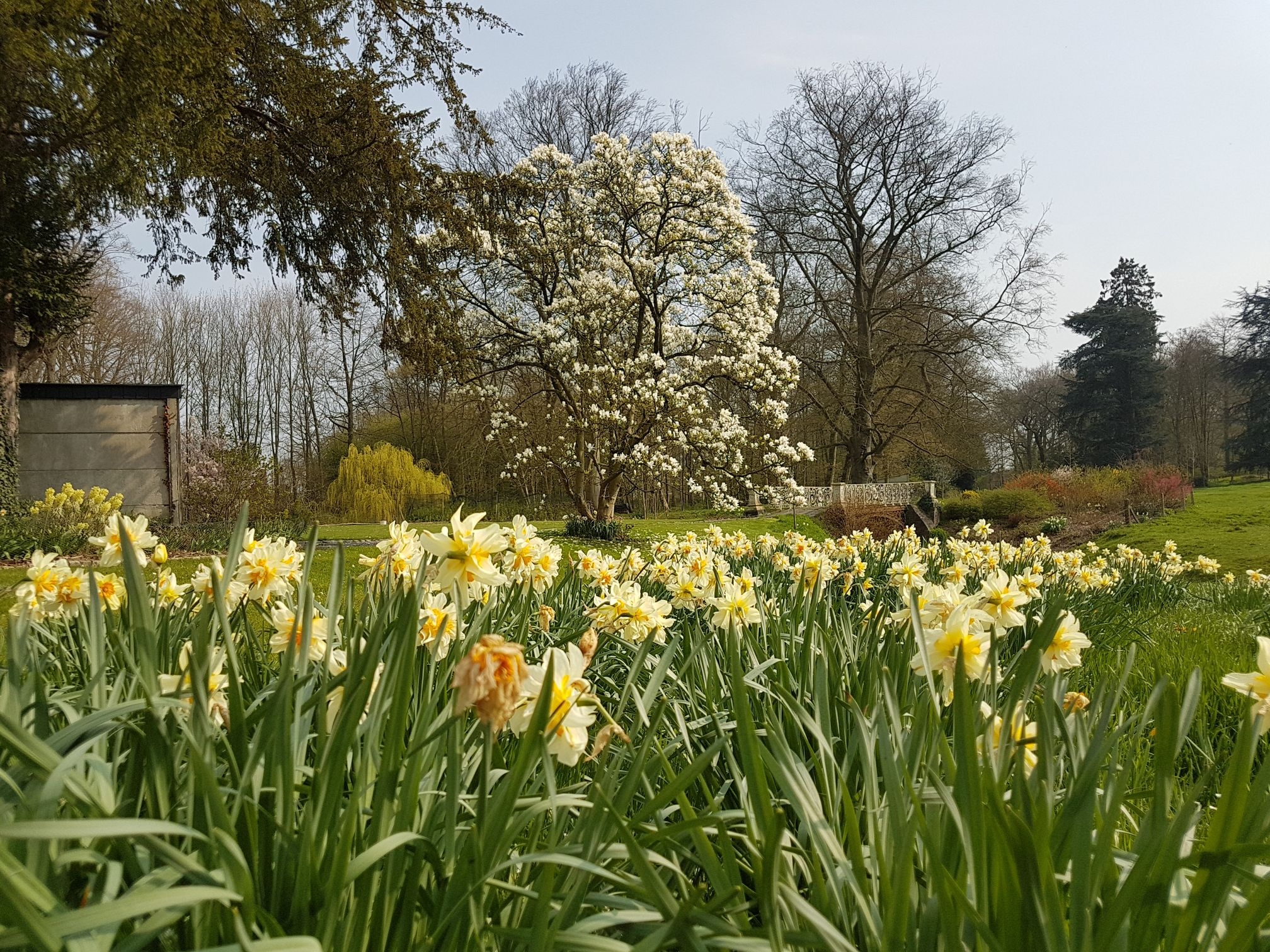 daffodils in the parc of the Sauliniere castle