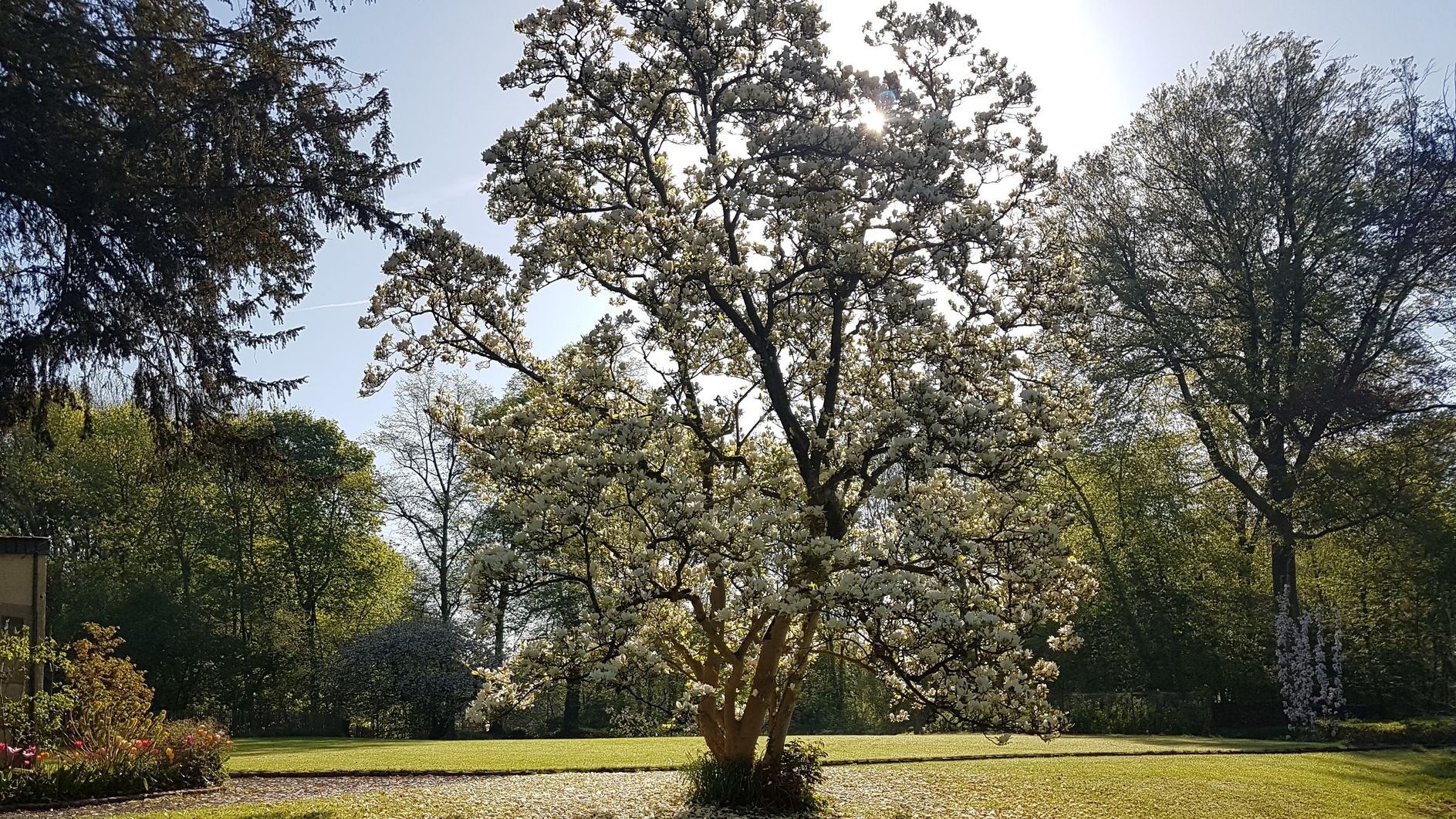 Magnolia tree in the Sauliniere castle parc
